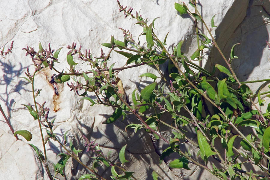 Atriplex prostrata / Atriplice comune